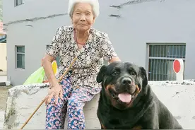 120斤罗威纳犬，乖乖充当阿婆的暖手拐杖！连和尚都忍不住了图片