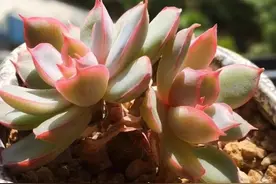 七招把多肉控养成精品小萌物，多肉不仅美呆了，还节省种植空间图片
