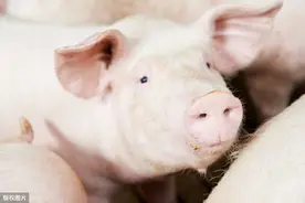养猪人必看：如何解决保育猪皮肤苍白、毛卷消瘦、咳嗽喘气问题？图片