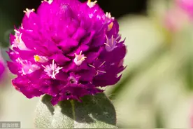 千日红植株矮、花量小，心生“一计”，株型饱满、花量大、品质佳图片