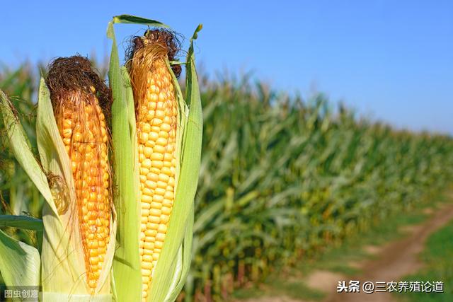 40种常见饲料原料基础知识