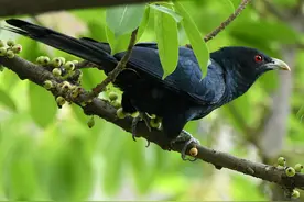 潮汕故事 | “姑虎鸟”的传说图片