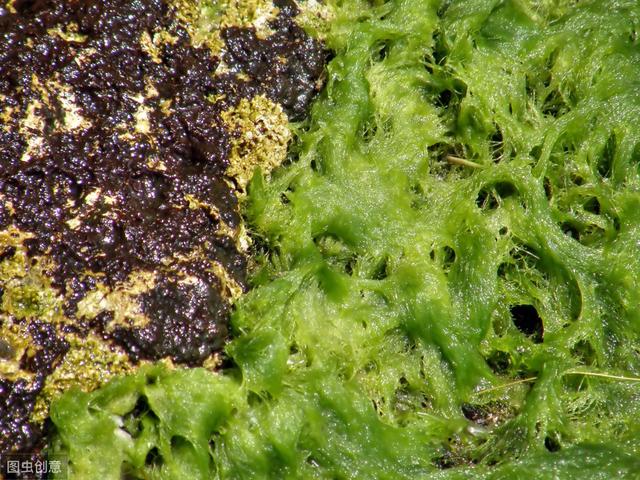 「必看」腐植酸、氨基酸、鱼蛋白、海藻素肥分别有什么作用？