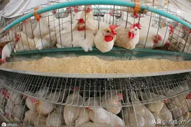 鸡养多久可以出栏？今天小方跟大家一起来了解一下图片