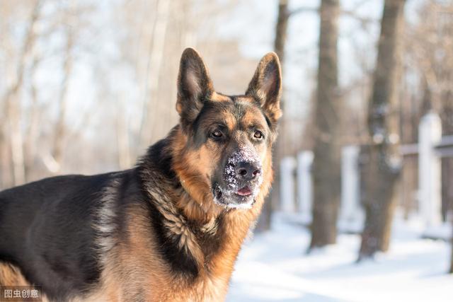 8种超像狼的狗狗,其中一只是小短腿,大概是最可爱的狼犬