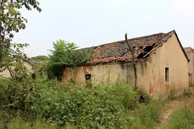 夏秋季节农村房屋周围有蛇该咋办？老农：这几种方法很不错图片