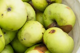 水果发霉坏了，切掉坏的部分可以继续吃吗？图片