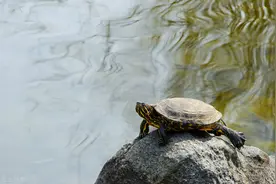 故事：石头和老鳖（民间故事）图片