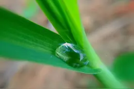 适合三星手机的悠悠唯美青草花草高清图片图片