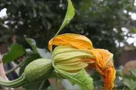 南瓜出现“不结果掉果”的现象，用小石头涂点石灰，一星期结满藤图片