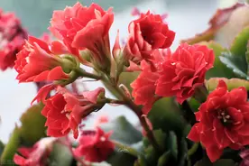 长寿花开花前“富养”，花大色艳，花期长图片