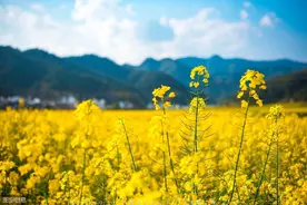 故乡的童年 | 阿妈，给了我一双手，我在泥土中寻到了芬芳！图片