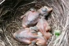 乌鸫“夫妻”阳台搭窝生蛋，扬州女子图文记录小鸟诞生图片