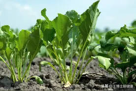 颠覆常识：科学解读适量吃硝酸盐食物反而能降血压图片