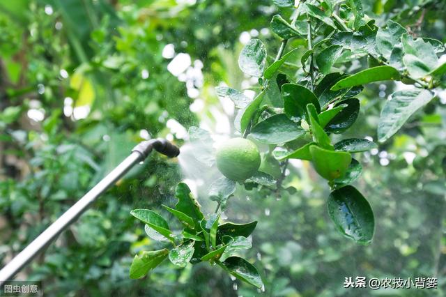 叶面肥使用看似简单，但未必人人能用对！10个方法教你提高肥效