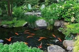 利用工具让小池塘达到生态平衡，它就具备了自净能力图片