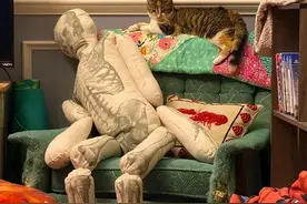 主人为了万圣节，买了个骷髅抱枕回家，猫咪却对它一见钟情？​图片