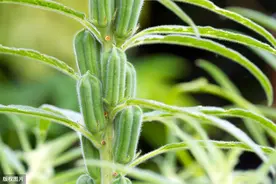芝麻高兴种植，芝麻苗期、花蒴期、后期的田间管理技术图片