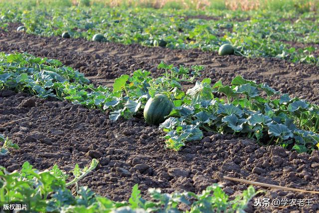 西瓜膨瓜妙用氨基酸叶面肥，增加甜度，收益更高！从4方面讲解