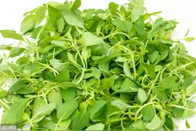 6月吃荆芥，一亿河南人味蕾的记忆图片