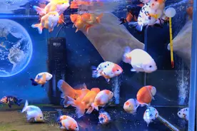 为什么观赏鱼买回家总是活不了几天？来，老孙的独家秘笈传授与你图片