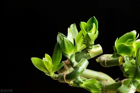 为什么富贵竹“养单不养双”？老阿姨一句话，庆幸自己养对了图片