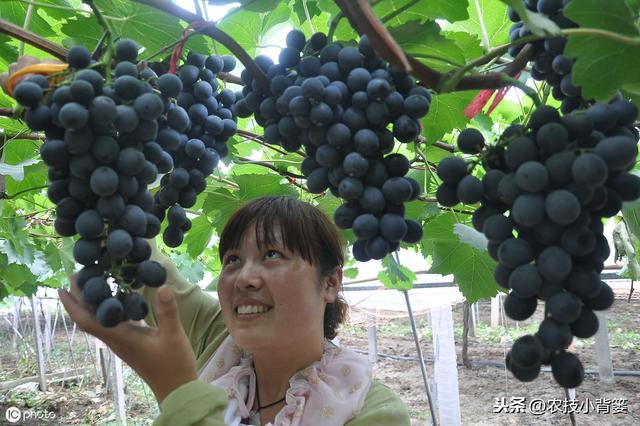 果树落花落果是啥原因造成的？如何保花保果才能使果园后期高产？