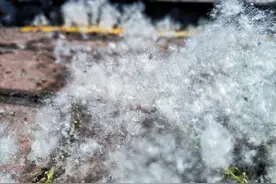 柳絮的威力有多大？1分钟引燃汽车图片
