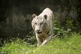 部分野生动物狩猎成功率排行榜：老虎第五，狮子第七图片