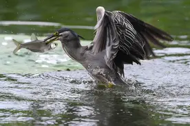 绿鹭鸟非常麻利、敏捷、泼辣地逮到了一条鱼，美美地享用了一番图片