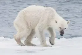 瘦骨嶙峋的北极熊在耗尽最后一丝力气前，成功捕获小海豹图片