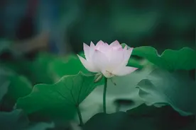 梦如青莲，心若菩提，在流年里等待花开图片
