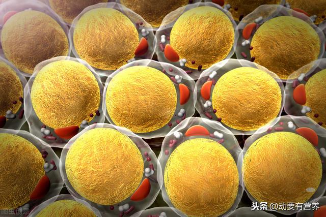 科普文运动与各类营养