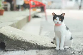 小区里的另类居民——流浪猫图片