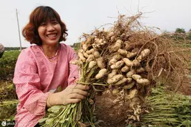 农民种花生，不可忽视2种小肥料，生长期喷施2次，花生荚多果大图片