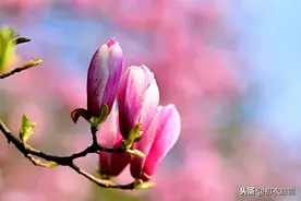 早春辛夷花六首：空庭向晚春微雨，红胭脂染小莲花图片