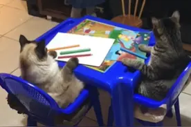 两只猫咪乖乖坐好听课，小主人：等下奖励小鱼干哦图片