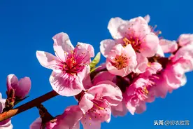薛宝钗才真正读懂了杜甫：黄四娘家花满磎，干朵万朵压枝低图片