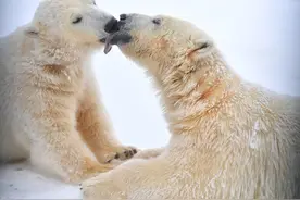 盘点北极熊的萌照！相互打闹萌态十足，全球变暖生存担忧图片