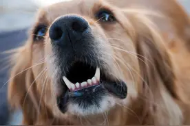 金毛被偷去狗肉馆，找回来之后性情大变图片