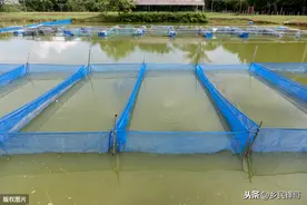 南方山区水库生态养殖罗非鱼技术：水域+网箱+规范管理，成就品质图片