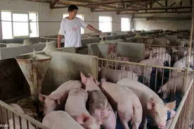 猪的饲料配比，猪吃饲料越多越好吗？图片