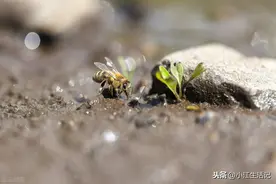 想要蜂群度夏不退蜂，关键做好“三防三补”，蜂群轻松度过夏天图片