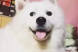 萨摩怀孕生下一只崽，看它的脸却咋也猜不出爹是谁：身世成谜图片