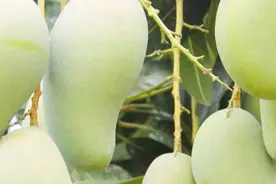 芒果采选日记丨台湾金煌芒图片