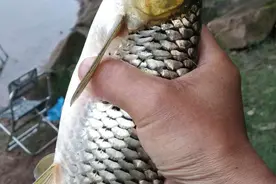 这鱼能生吃？广州河道红眼鱼成群出没，有人钓起后做成鱼片图片