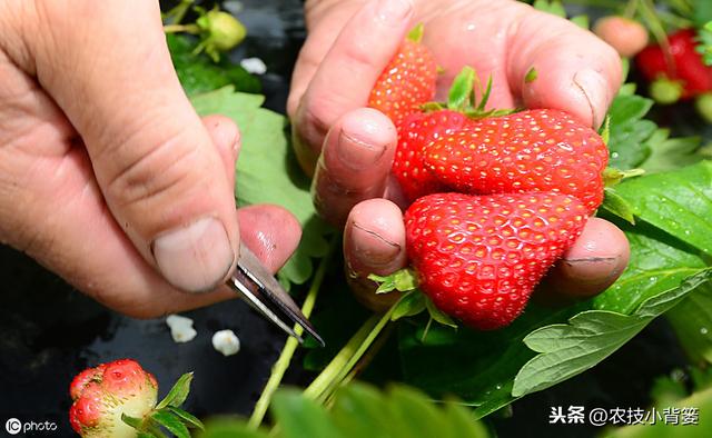 瀛︿細鐢ㄥソ杩欏嚑鎷涳紝鑽夎帗鑺辫娊鏃╁垎鍖栥€佹灉瀹炴棭鎴愮啛锛屾姠鍏堜笂甯傚崠楂樹环