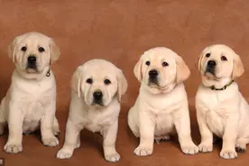 成年前的拉布拉多犬喂食注意内容，不妨看看，或许有用图片
