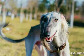 雪大了，去撵兔图片