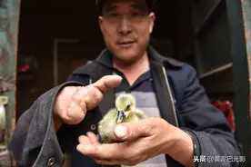 残疾男子用6根手指打拼，1年孵化小鸡10万羽，城里为儿买车买房图片